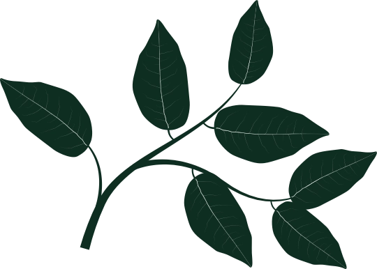 leaf
